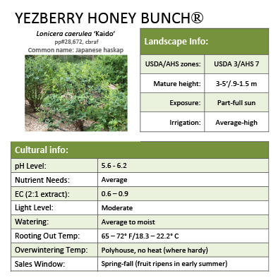 Preview of Yezberry Honey Bunch® Lonicera Grower Sheet PDF