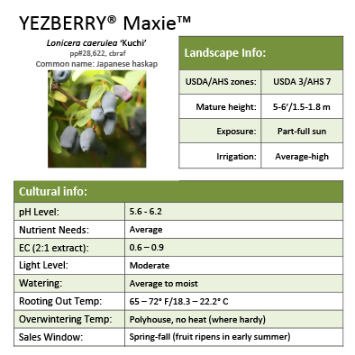 Preview of Yezberry® Maxie™ Lonicera Grower Sheet PDF