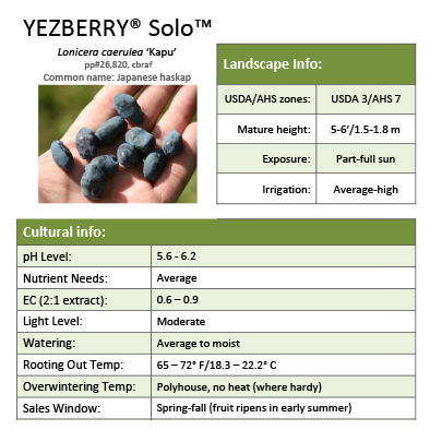 Preview of Yezberry® Solo™ Lonicera Grower Sheet PDF