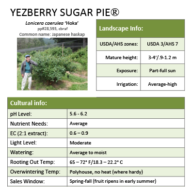 Preview of Yezberry Sugar Pie® Lonicera Grower Sheet PDF