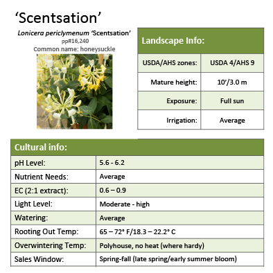 Preview of ‘Scentsation’ Lonicera Grower Sheet PDF