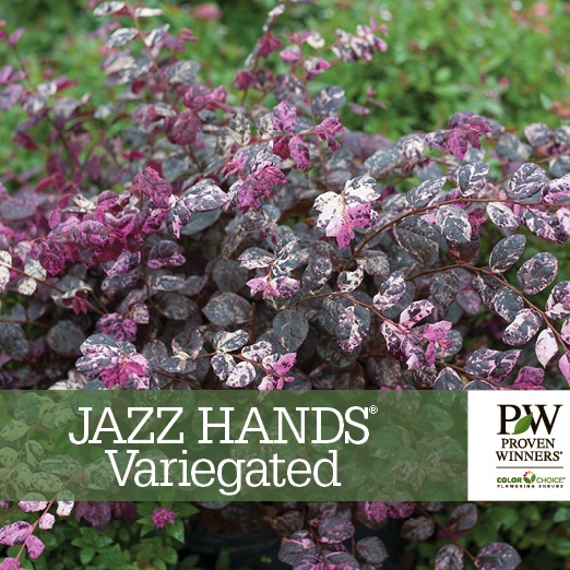 Preview of Jazz Hands Variegated™ Loropetalum Benchcard PDF