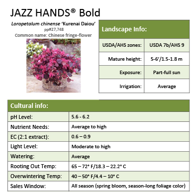Preview of Jazz Hands Bold™ Loropetalum Grower Sheet PDF
