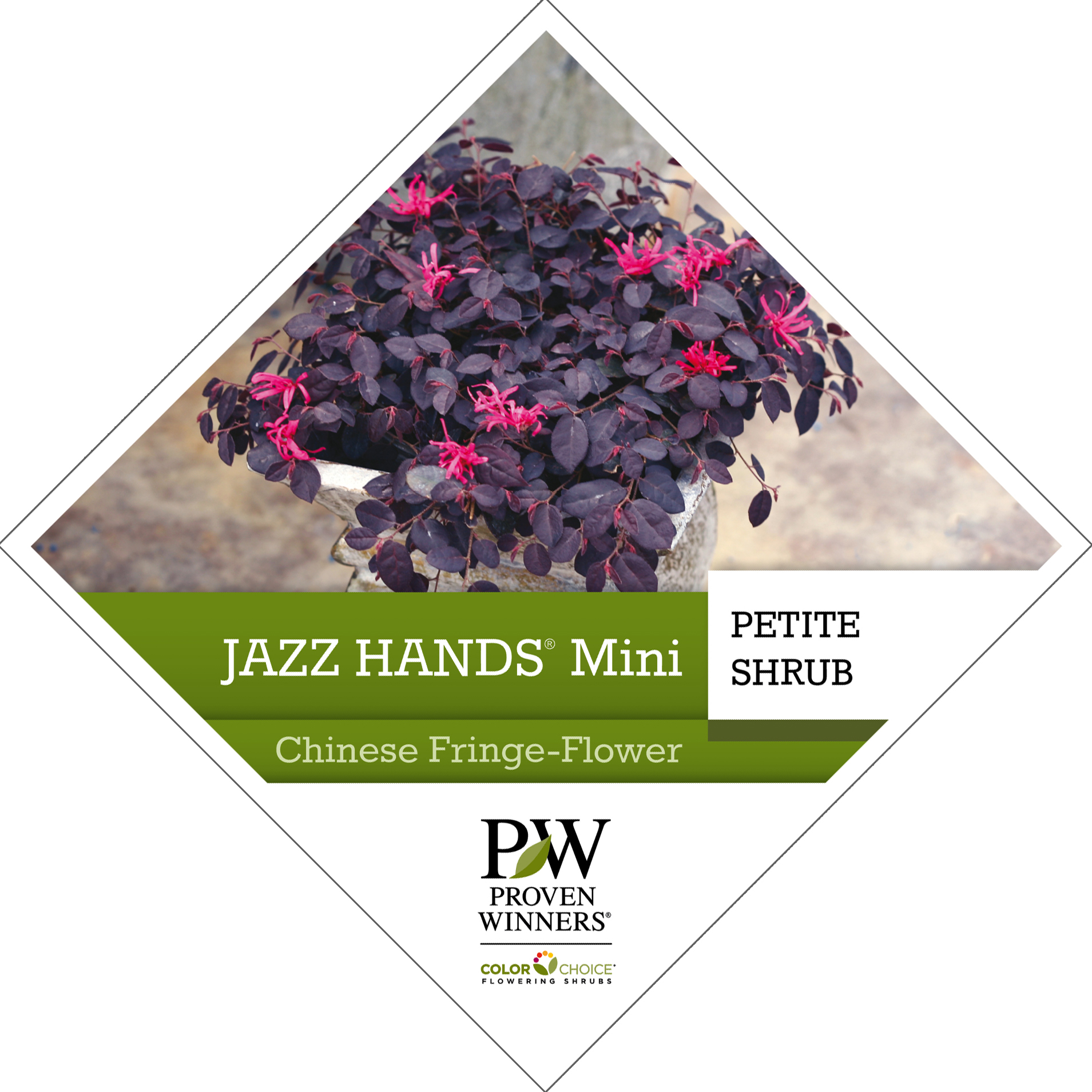 Preview of Jazz Hands Mini™ Loropetalum Tag PDF