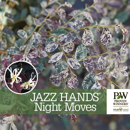 Preview of Jazz Hands Night Moves® Loropetalum Benchcard  PDF