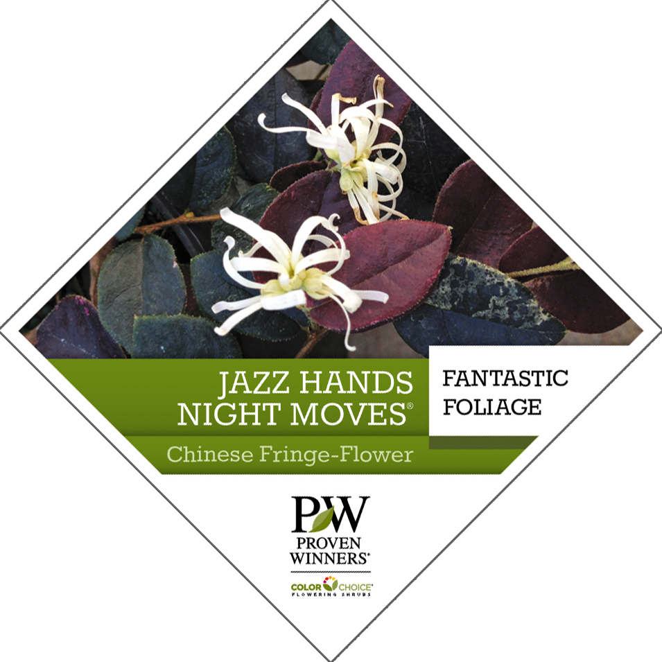 Preview of Jazz Hands Night Moves® Loropetalum Tag PDF