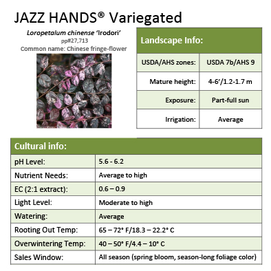 Preview of Jazz Hands Variegated™ Loropetalum Grower Sheet PDF