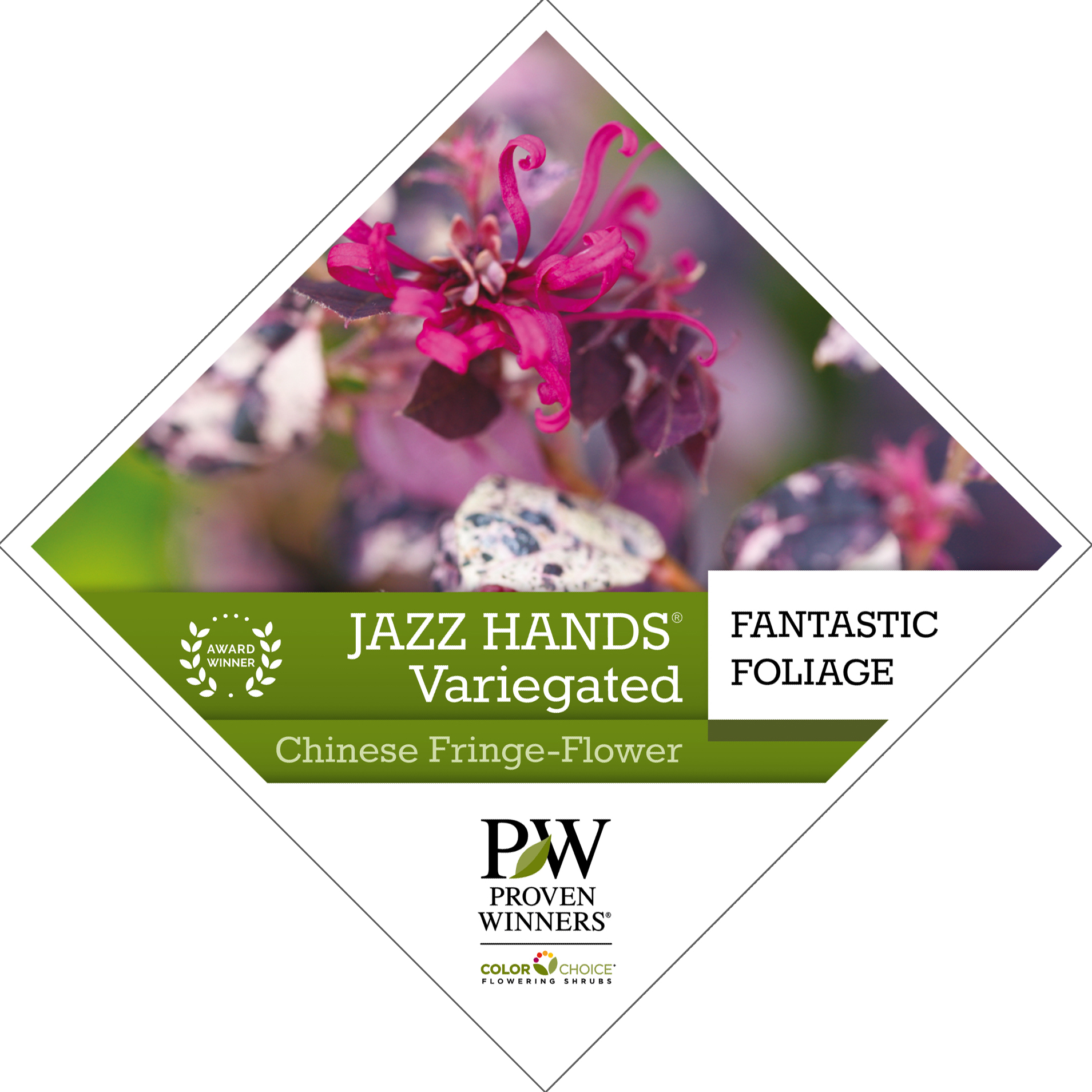Preview of Jazz Hands Variegated™ Loropetalum Tag PDF