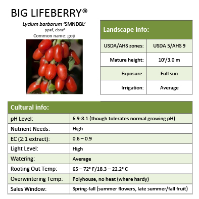 Preview of Big Lifeberry® Lycium Grower Sheet PDF