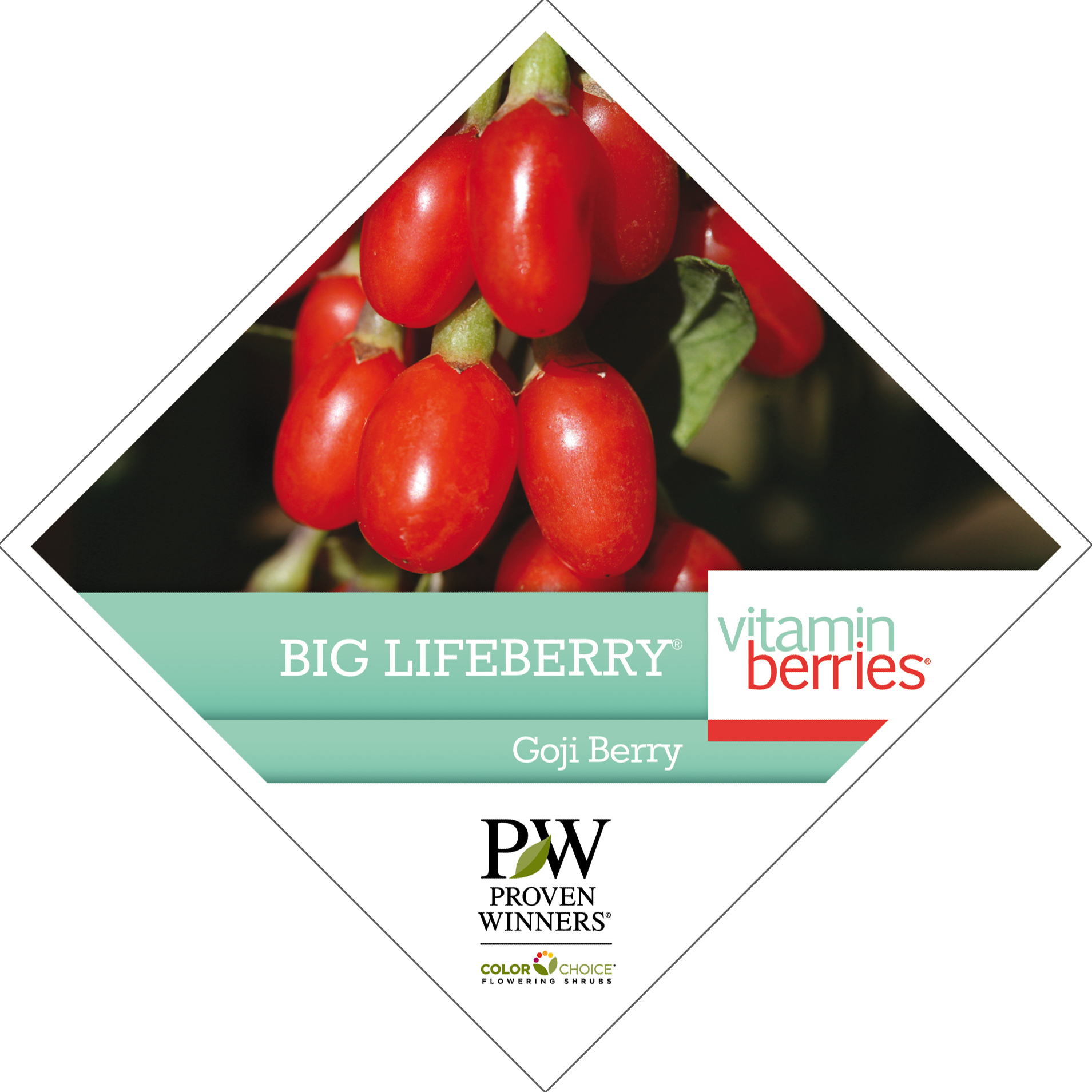 Preview of Big Lifeberry® Lycium Tag PDF