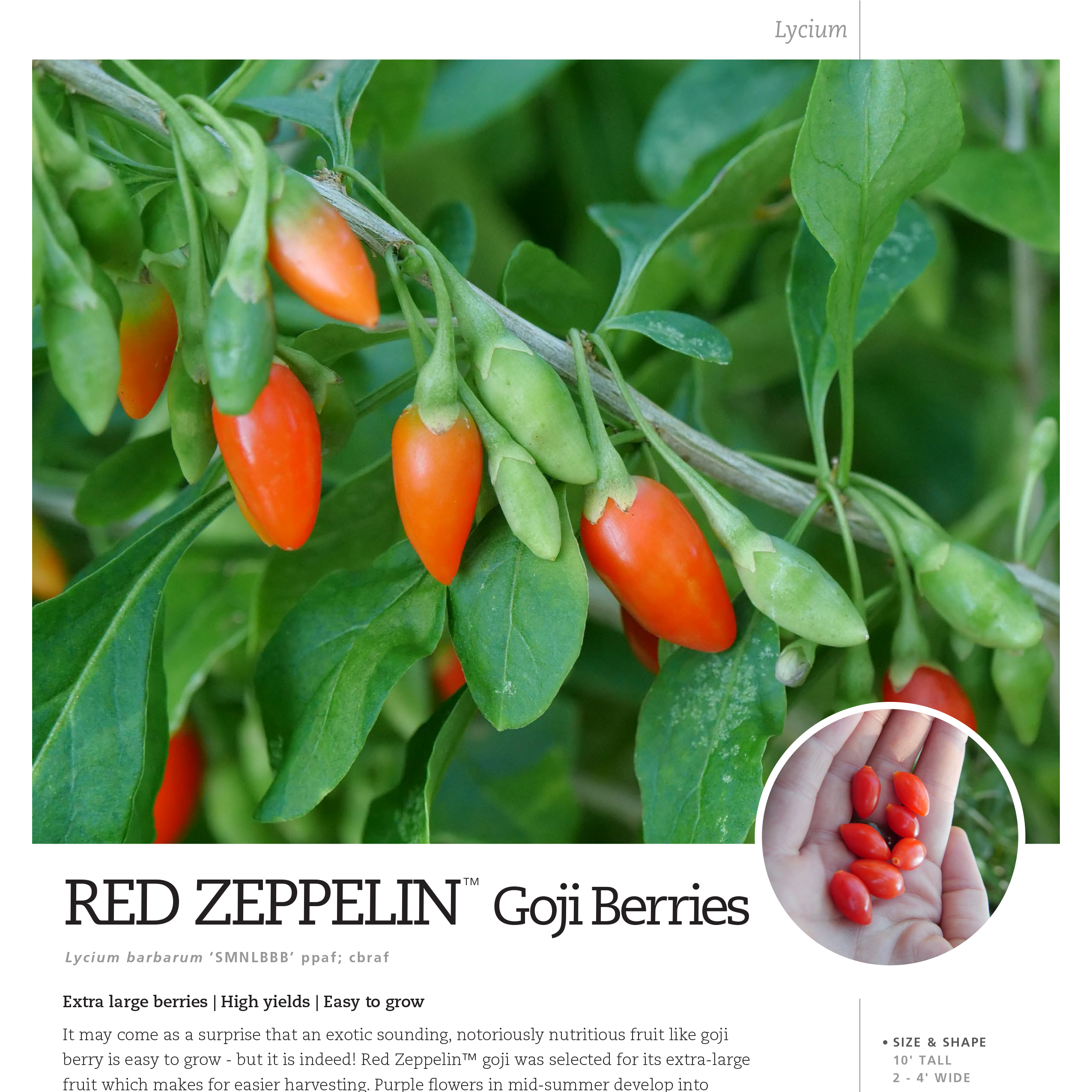 Preview of Red Zeppelin® Lycium Spec Sheet PDF