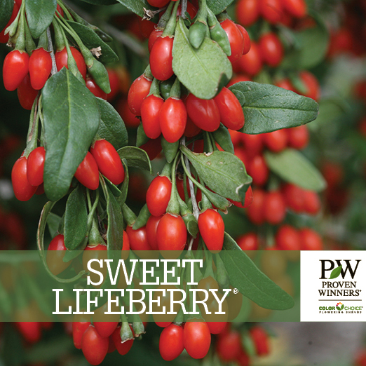 Preview of Sweet Lifeberry® Lycium Benchcard PDF