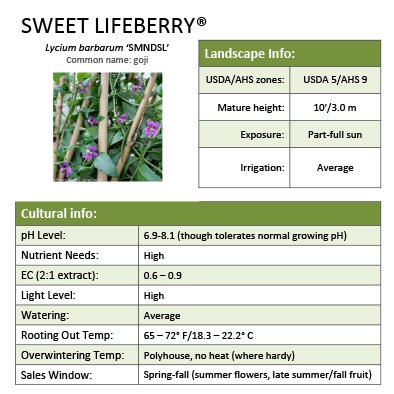 Preview of Sweet Lifeberry® Lycium Grower Sheet PDF