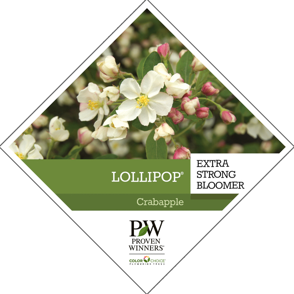 Preview of Lollipop® Crabapple Tag PDF