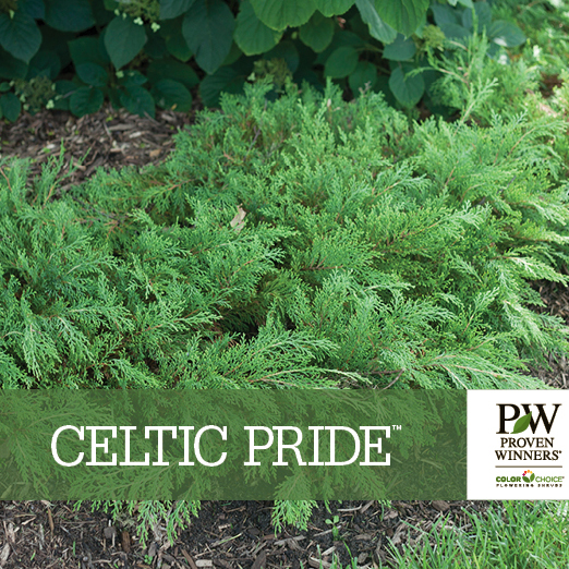 Preview of Celtic Pride® Microbiota Benchcard PDF