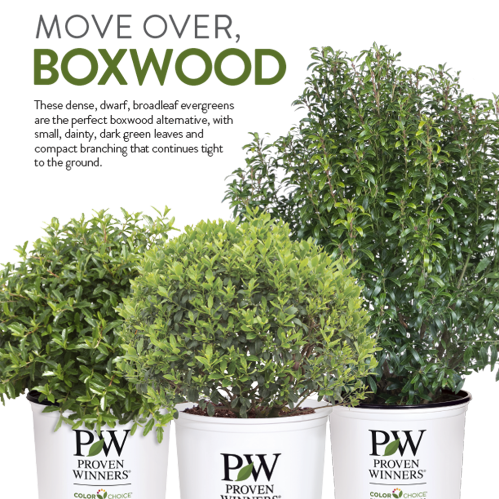 Preview of Boxwood Alternatives PDF