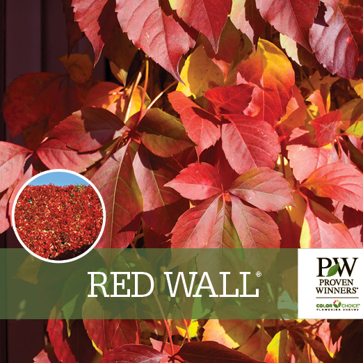 Preview of Red Wall® Parthenocissus Benchcard PDF