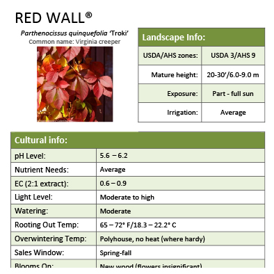 Preview of Red Wall® Parthenocissus Grower Sheet PDF