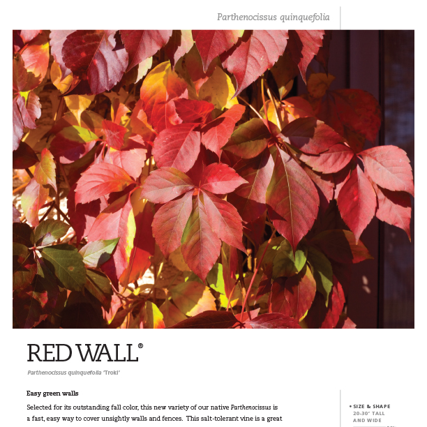 Preview of Red Wall® Parthenocissus Spec Sheet PDF