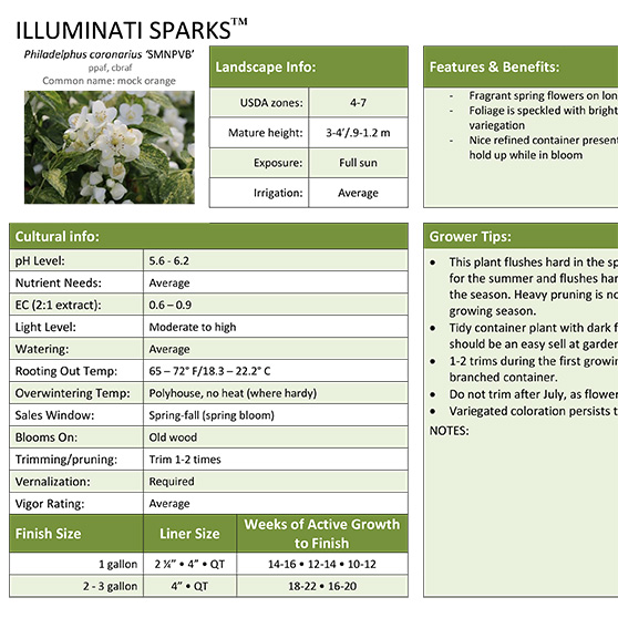 Preview of Illuminati Sparks™ Philadelphus Grower Sheet PDF