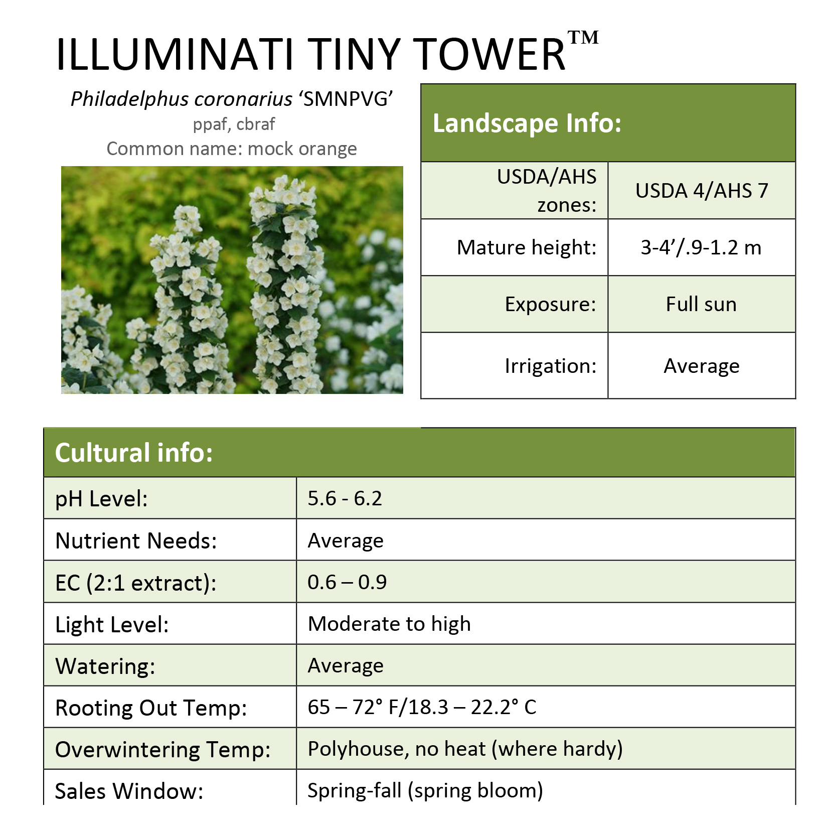 Preview of Illuminati Tower® Philadelphus Grower Sheet PDF