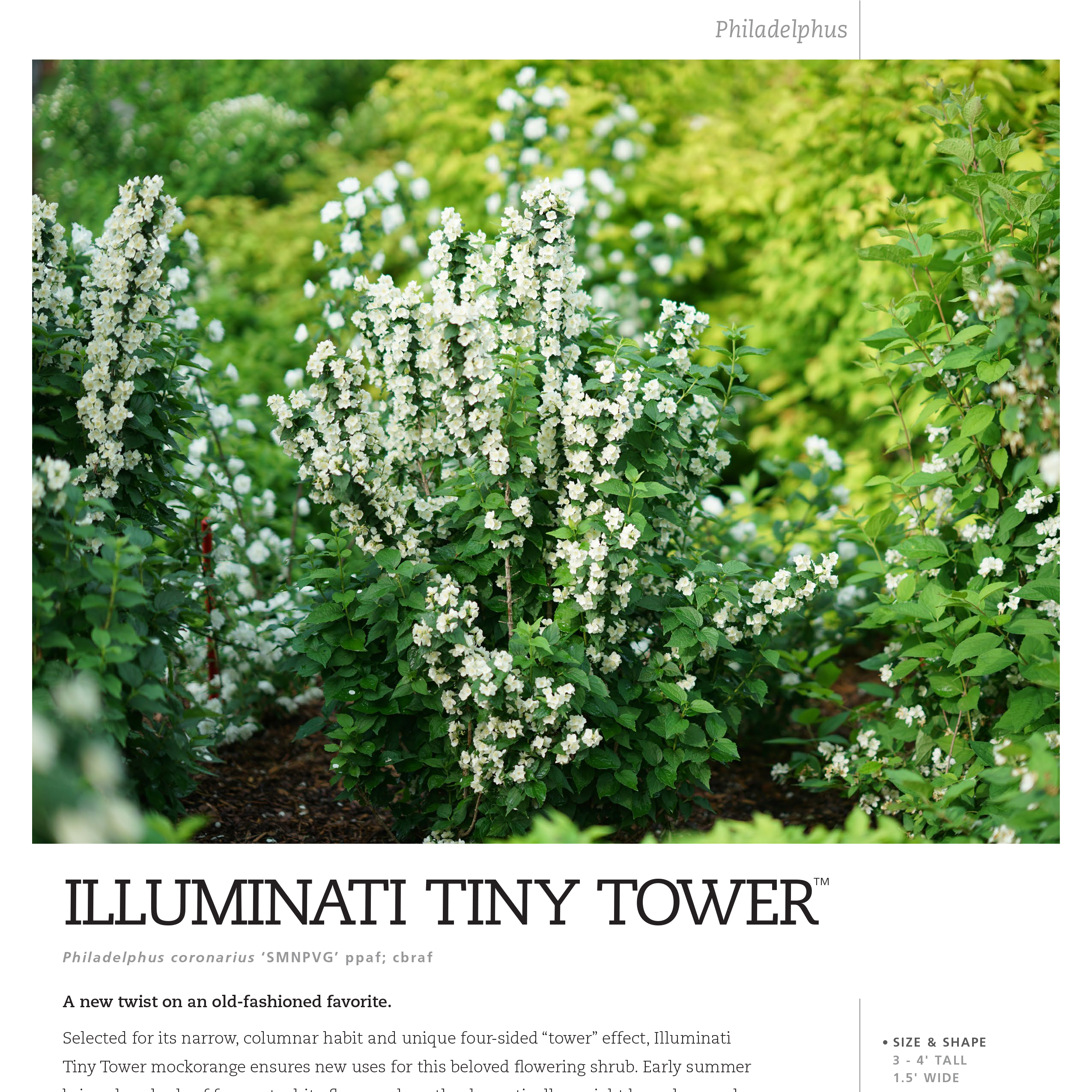 Preview of Illuminati Tower® Philadelphus Spec Sheet PDF