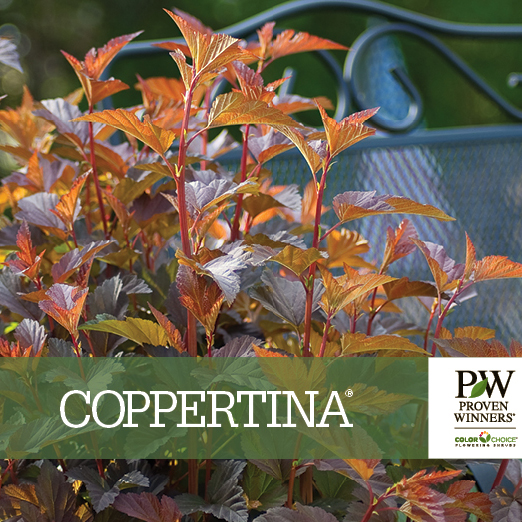 Preview of Coppertina® Physocarpus Benchcard PDF