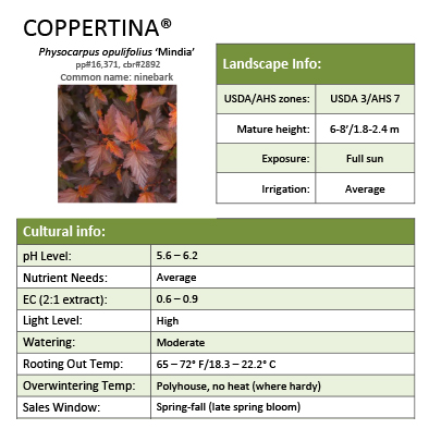 Preview of Coppertina® Physocarpus Grower Sheet PDF