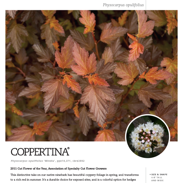 Preview of Coppertina® Physocarpus Spec Sheet PDF