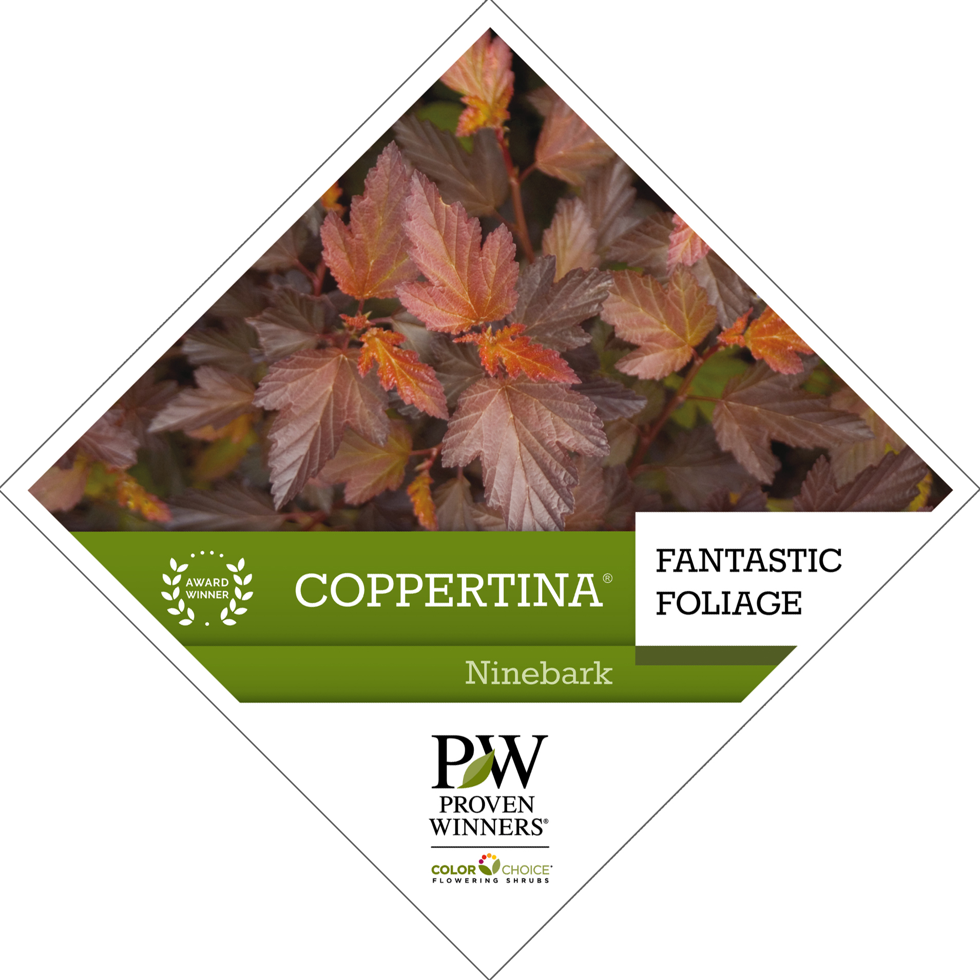 Preview of Coppertina® Physocarpus Tag PDF