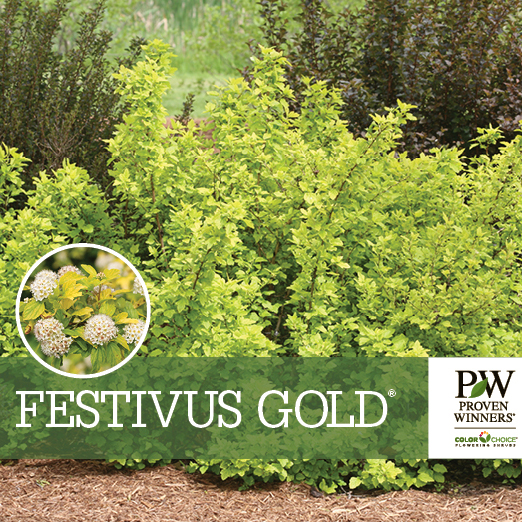 Preview of  Festivus Gold® Physocarpus Benchcard PDF