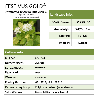 Preview of Festivus Gold® Physocarpus Grower Sheet PDF