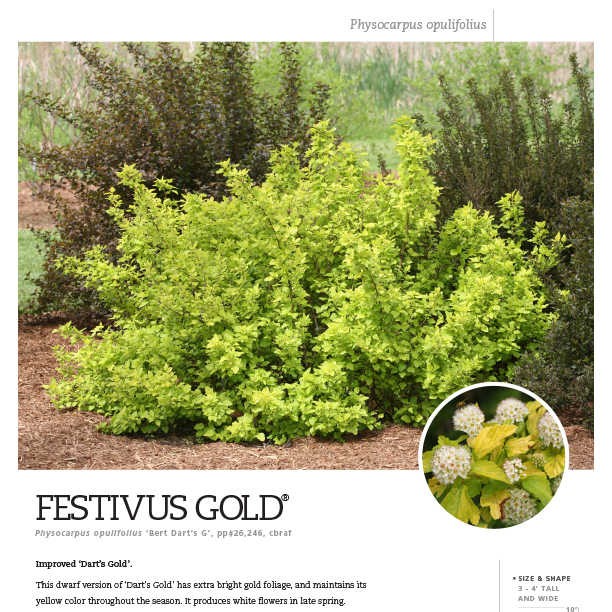 Preview of  Festivus Gold® Physocarpus Spec Sheet PDF