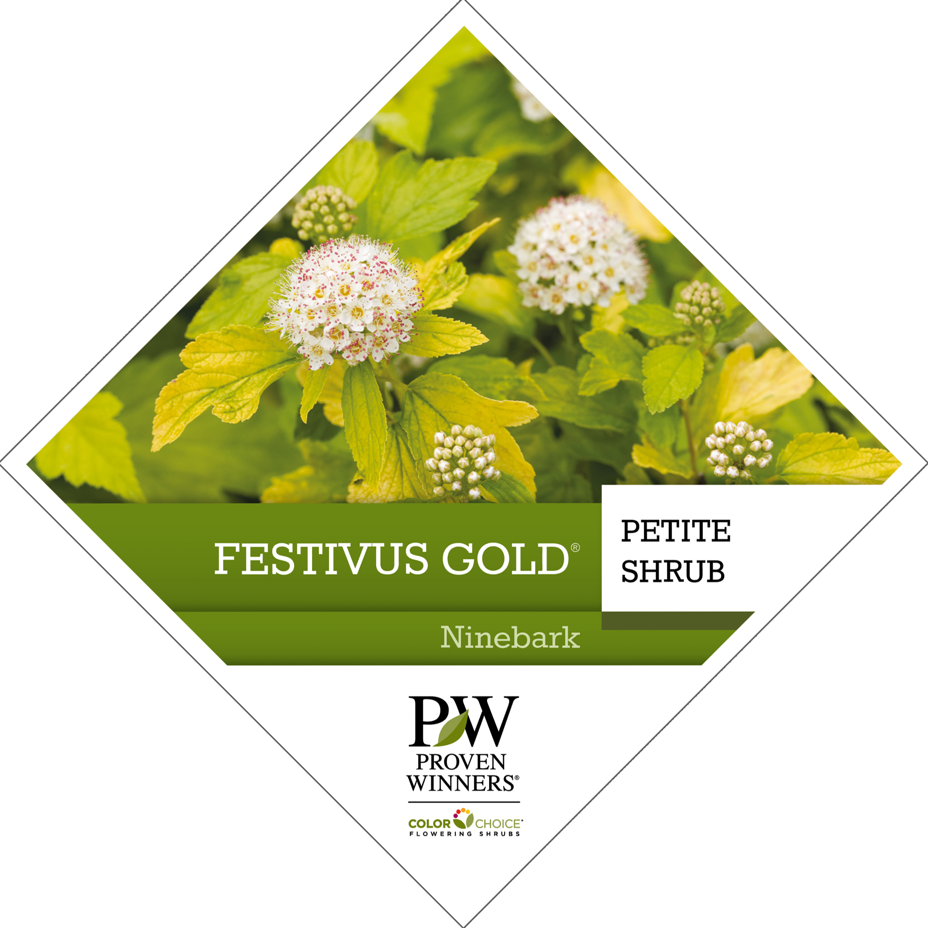Preview of Festivus Gold® Physocarpus Tag PDF
