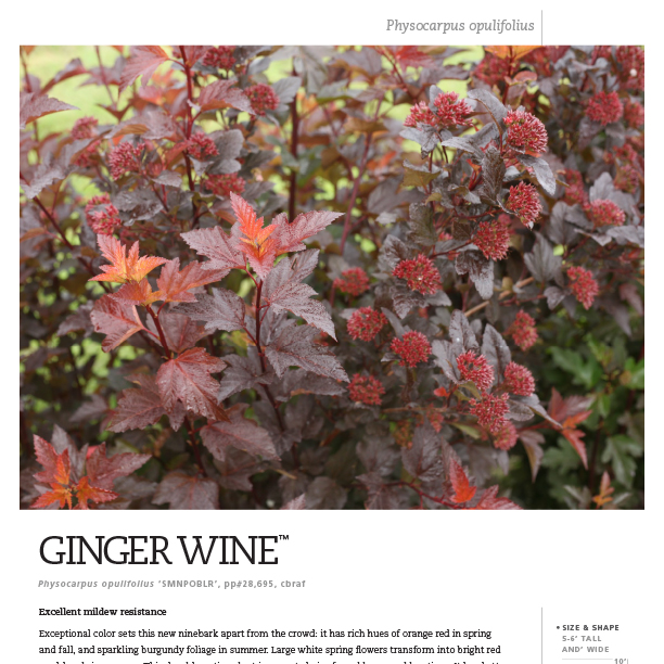Preview of Ginger Wine® Physocarpus Spec Sheet PDF