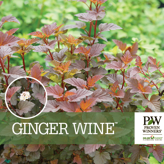 Preview of Ginger Wine® Physocarpus Benchcard PDF