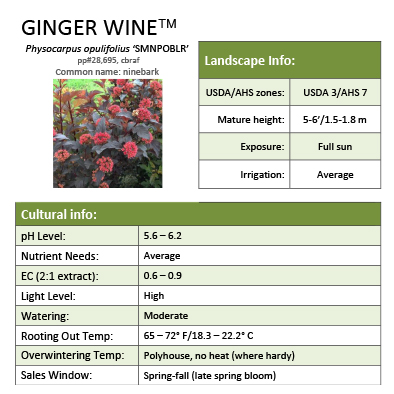 Preview of Ginger Wine® Physocarpus Grower Sheet PDF