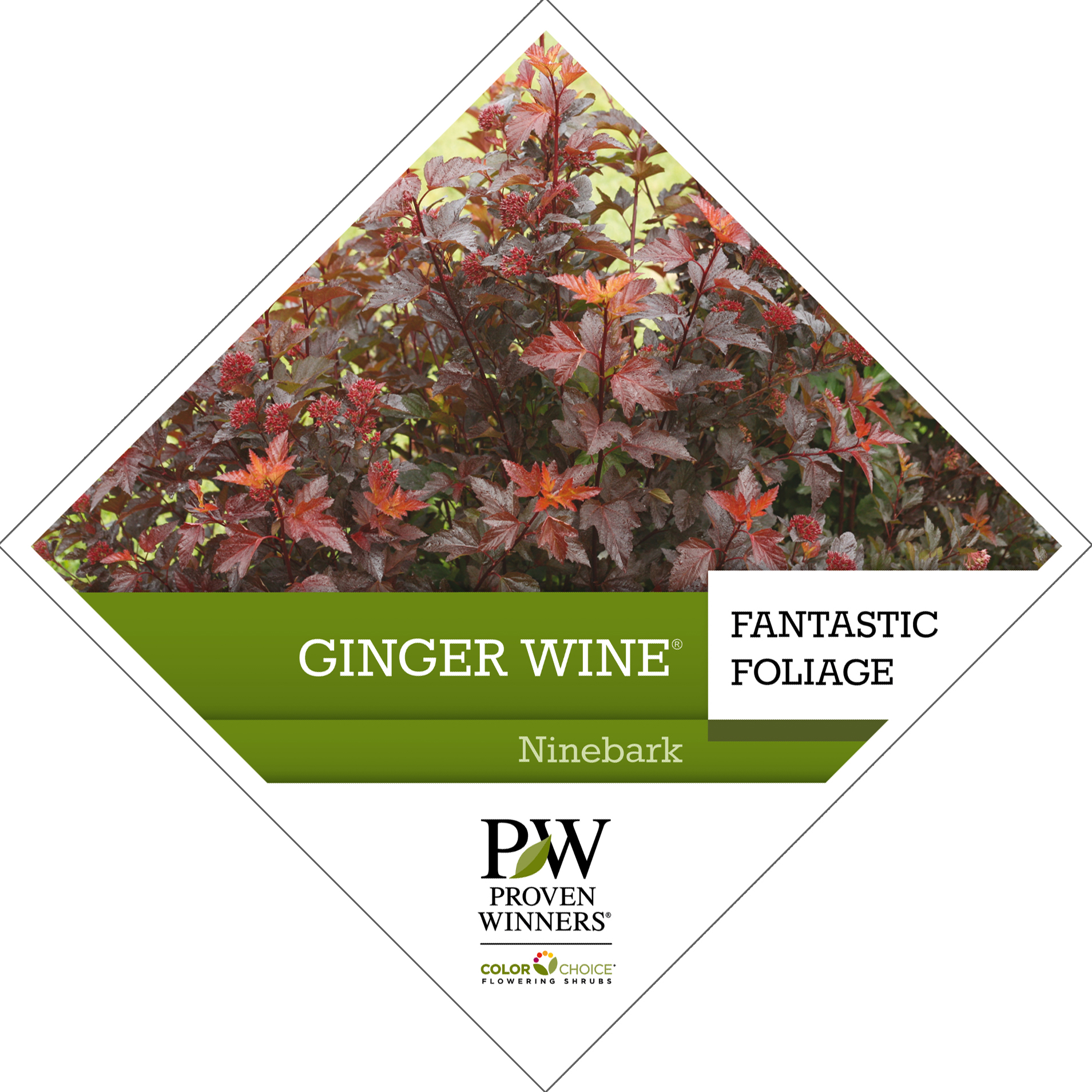 Preview of Ginger Wine® Physocarpus Tag PDF