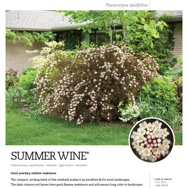 Preview of Summer Wine® Physocarpus Spec Sheet PDF