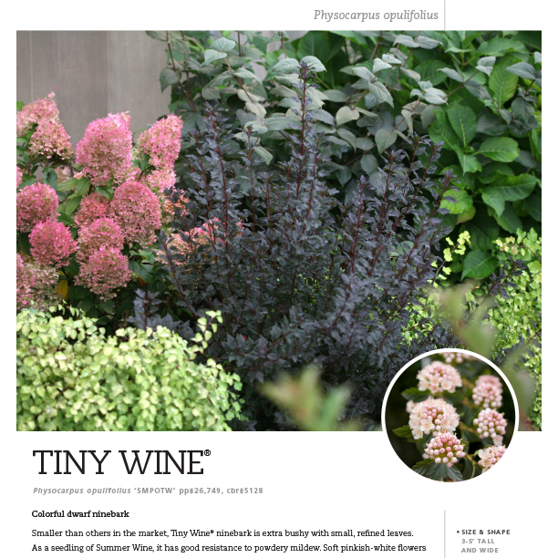 Preview of Tiny Wine® Physocarpus Spec Sheet PDF