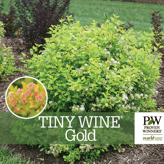 Preview of Tiny Wine® Gold Physocarpus Benchcard PDF