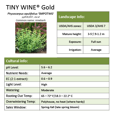 Preview of Tiny Wine® Gold Physocarpus Grower Sheet PDF