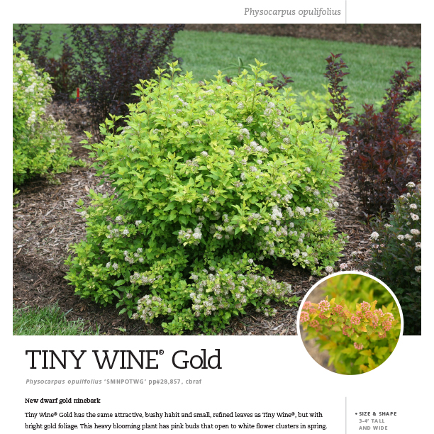 Preview of Tiny Wine® Gold Physocarpus Spec Sheet PDF