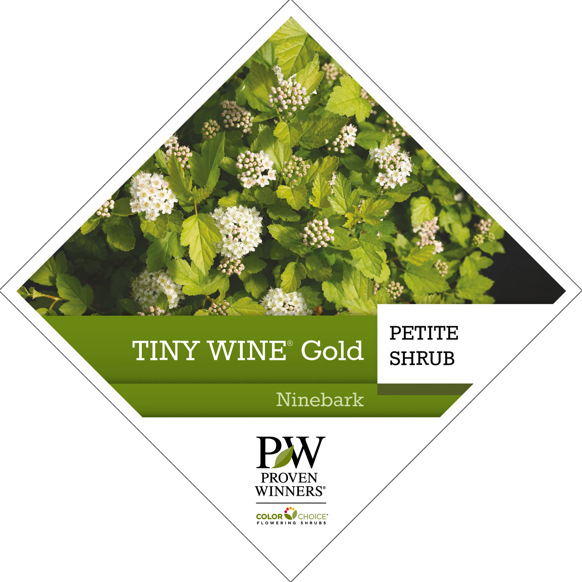 Preview of Tiny Wine® Gold Physocarpus Tag PDF
