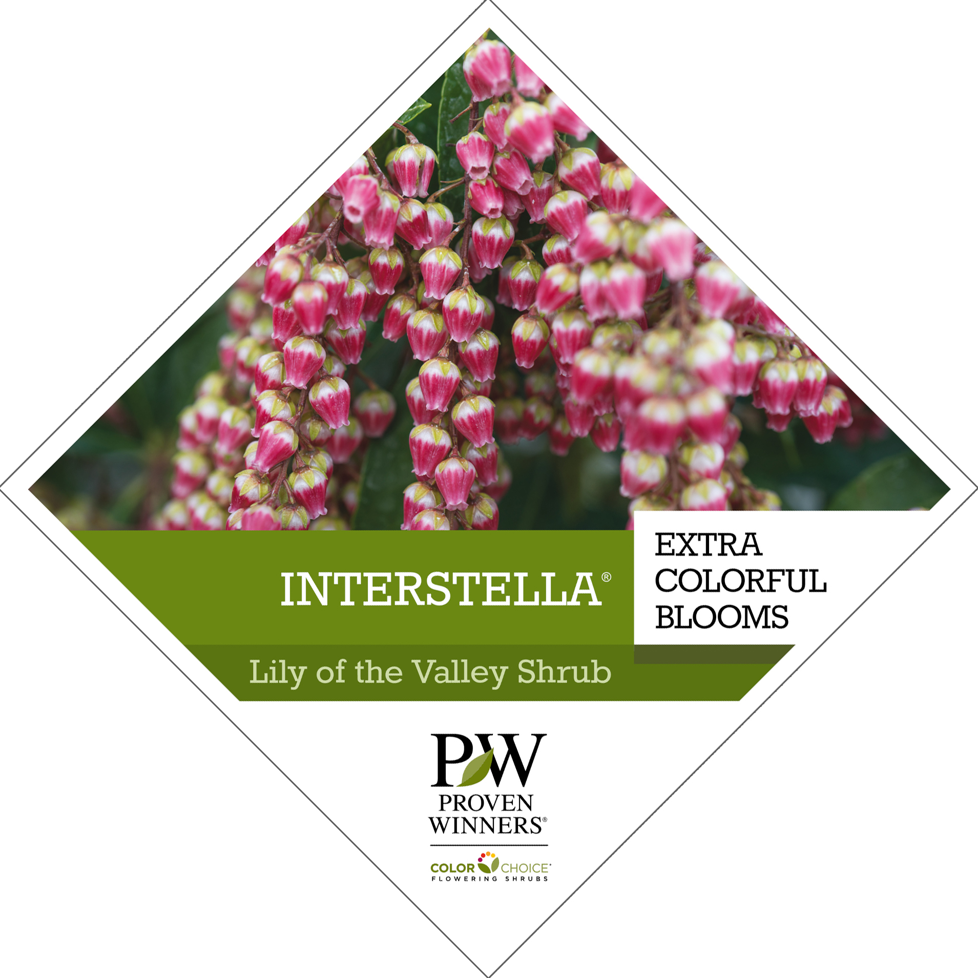 Preview of Interstella® Pieris Tag PDF