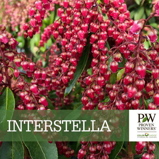 Preview of Interstella® Pieris Benchcard PDF