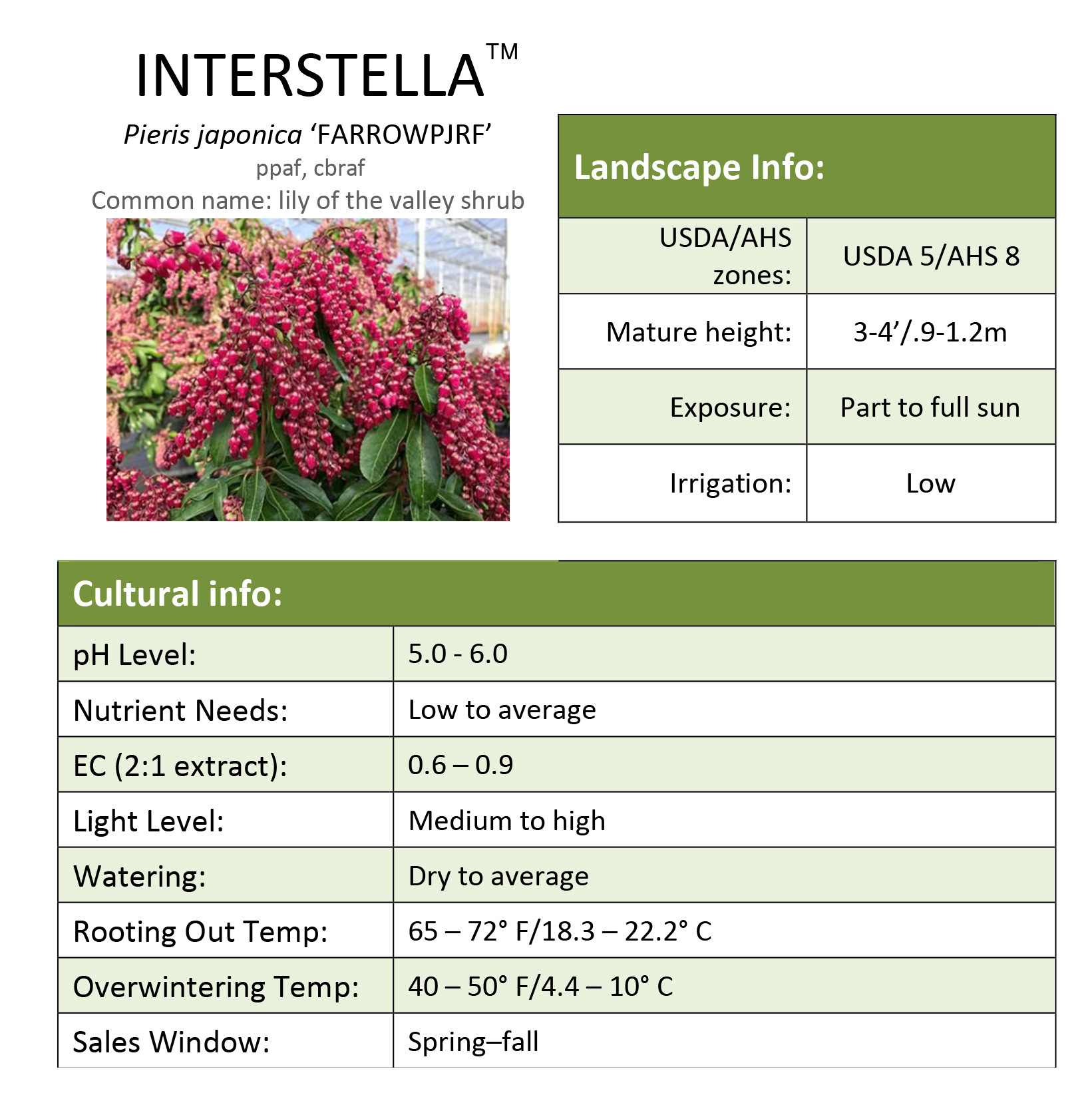 Preview of Interstella® Pieris Grower Sheet PDF
