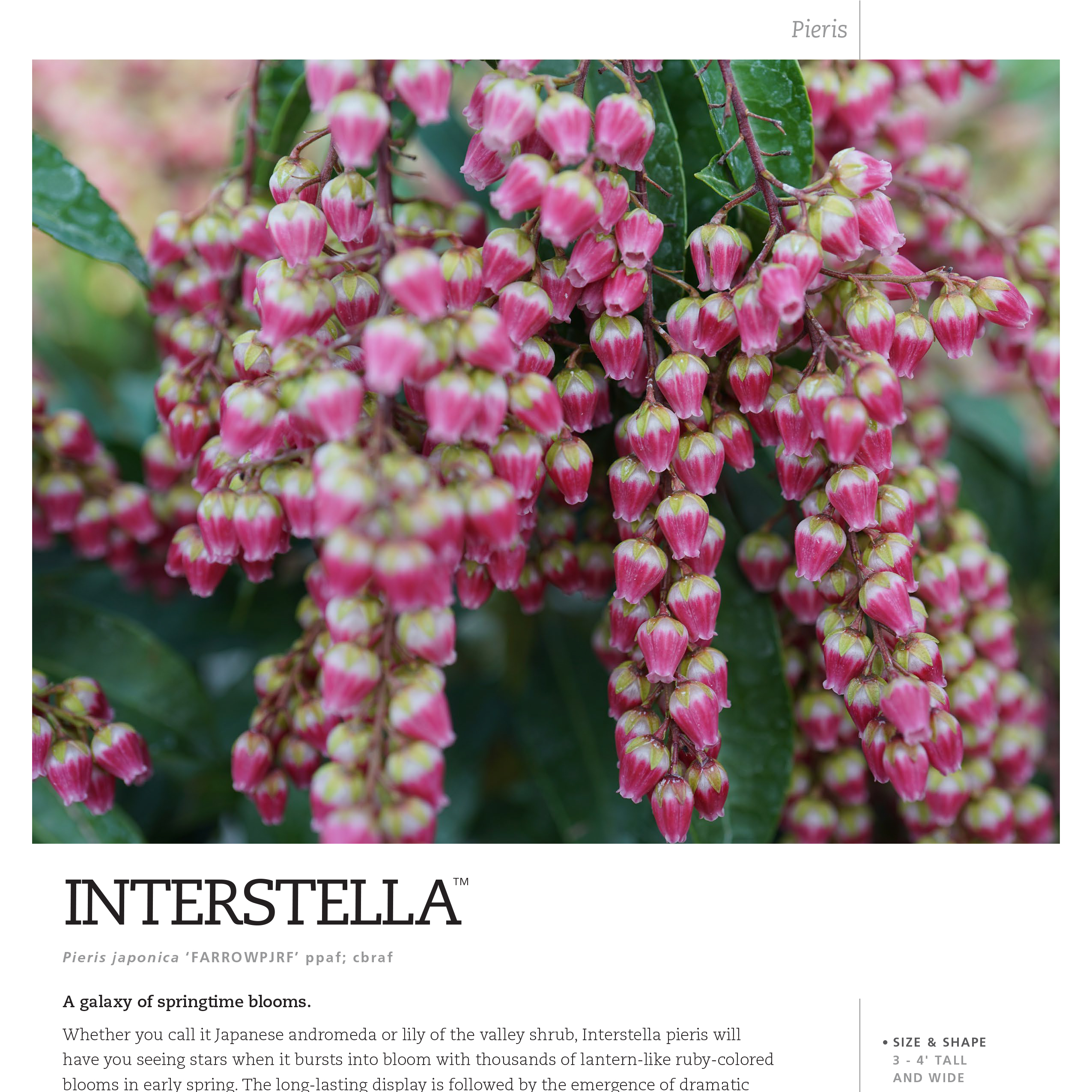 Preview of Interstella® Pieris Spec Sheet PDF