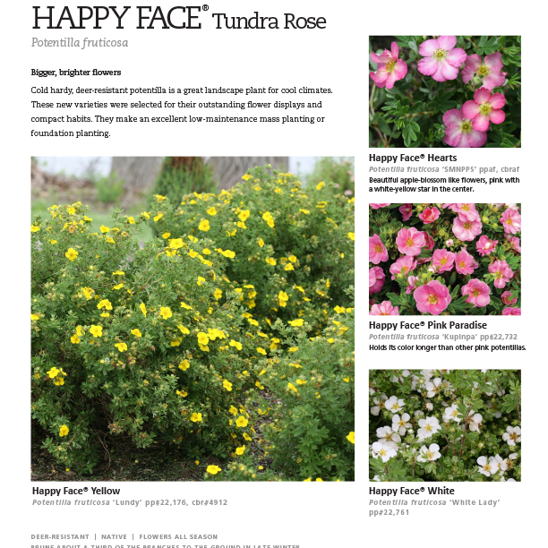 Preview of Happy Face® Potentilla Series Spec Sheet PDF