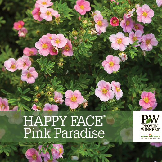 Preview of Happy Face® Pink Paradise Potentilla Benchcard PDF